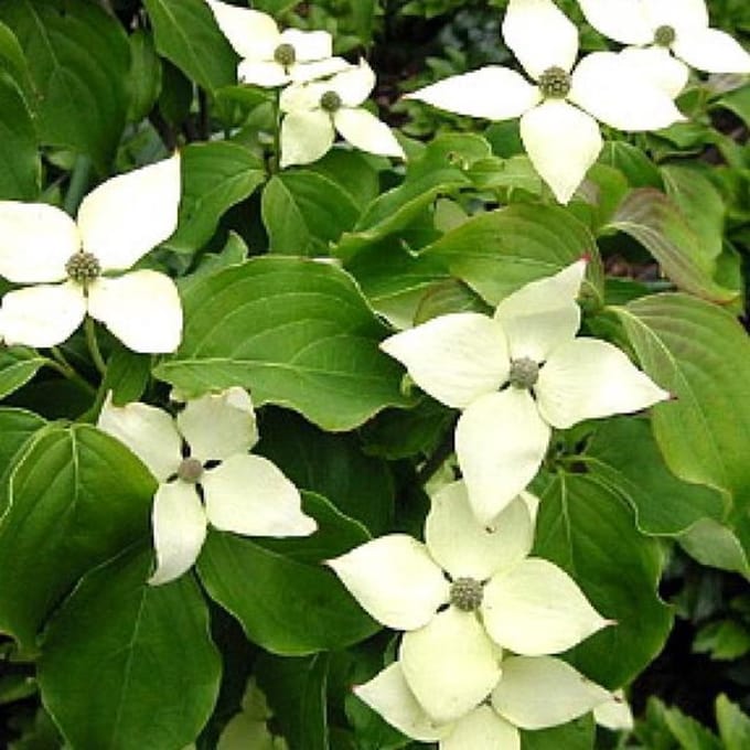 Cornus Kousa 'Schmetterling' - Kornoelje 50-60 cm pot