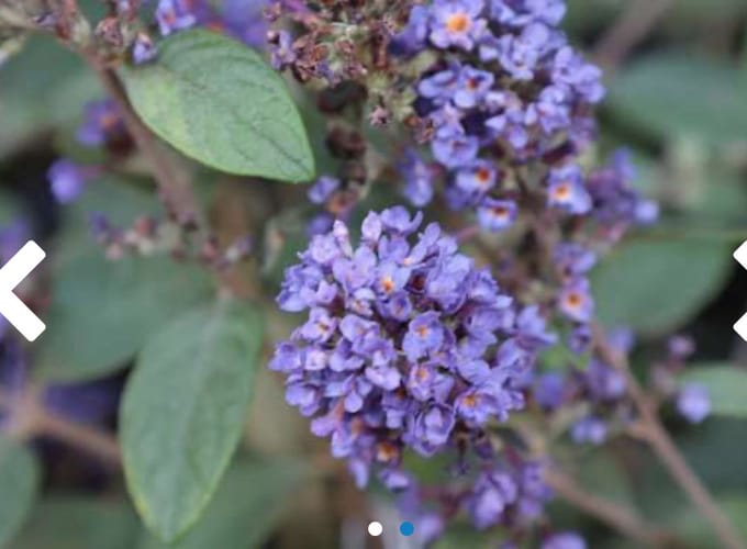 Buddleja davidii 'Blue Chip' - Vlinderstruik 30 - 40 cm in pot
