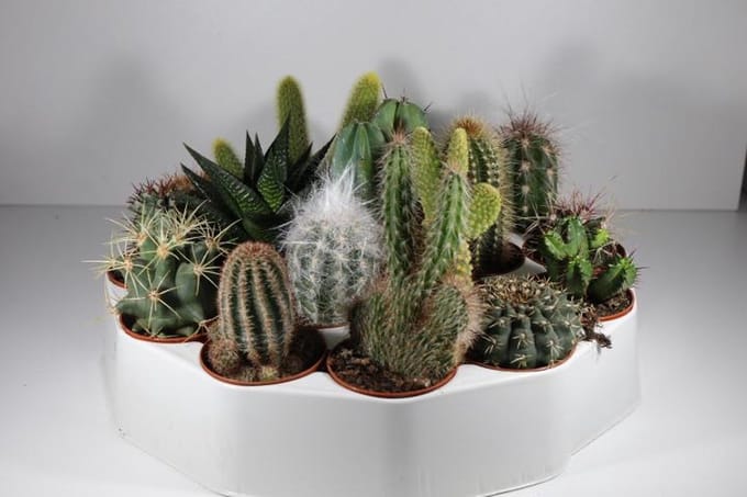 Succulux Cactussen Mix - 19 Cactussen Ø 5,5 cm Pot - Mini Kamerplanten