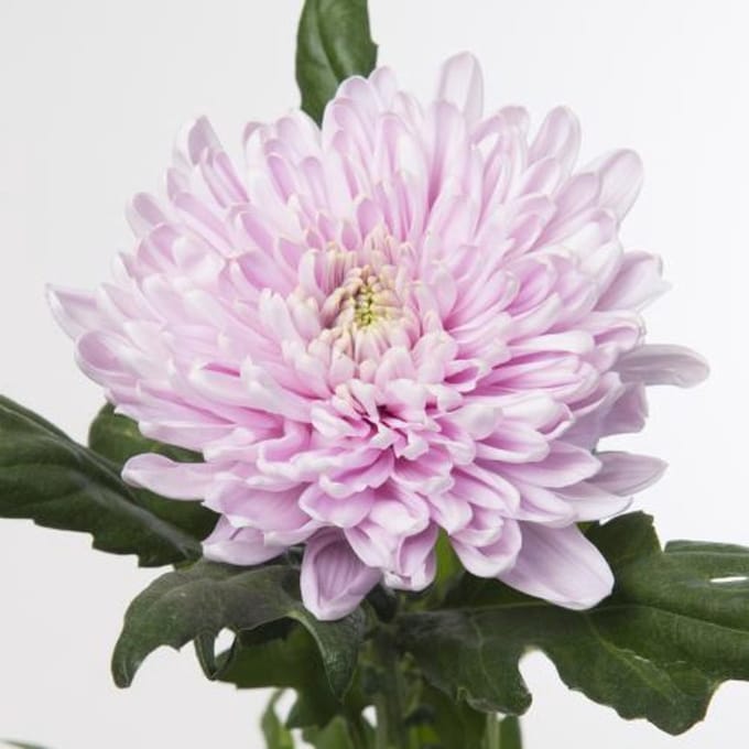10x Chrysant rossano 70cm