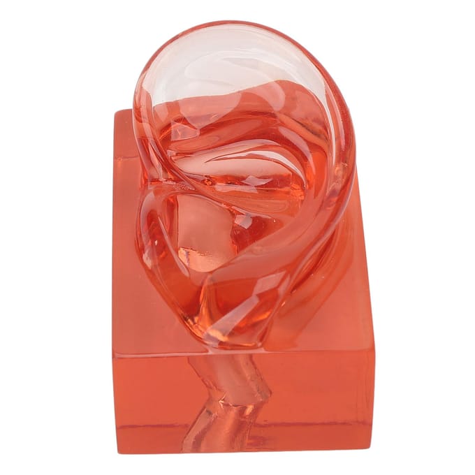 Rechter Oor Model Transparant Rood Acryl Stevig Waterdicht Hoge Simulatie Oor Display Model red