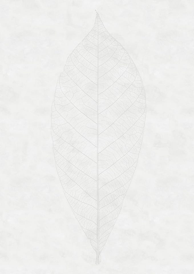 Decent Fotobehang Leaf - Wit - 2,80m X 200cm