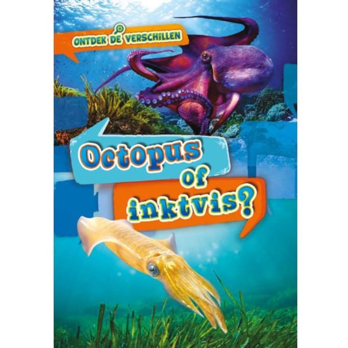 Octopus Of Inktvis? - Ontdek De Verschillen - Christina Leaf