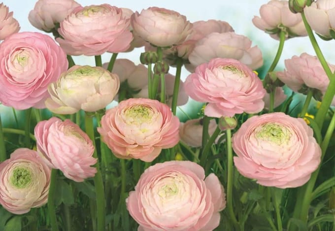 Komar Behang Gentle Rosé fotobehang