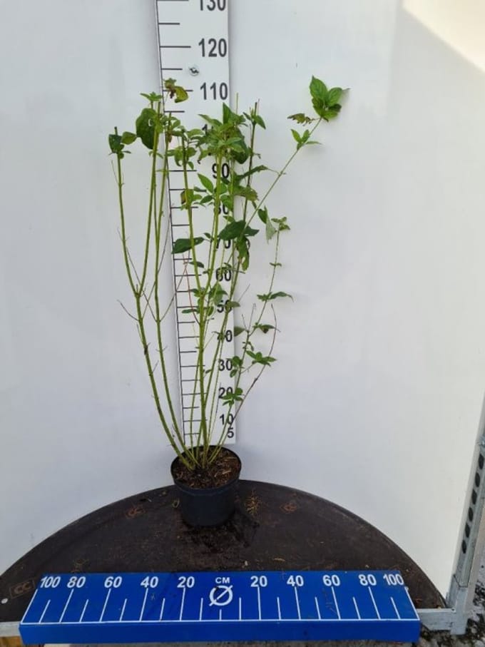 Arbustes de haie - Un ensemble 1 - Cornus sericea 'Flaviramea' - (5L) 100-125 cm