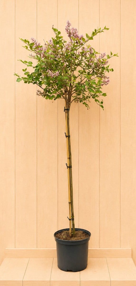 Syringa 150 cm stamhoogte 100 cm Warentuin Natuurlijk
