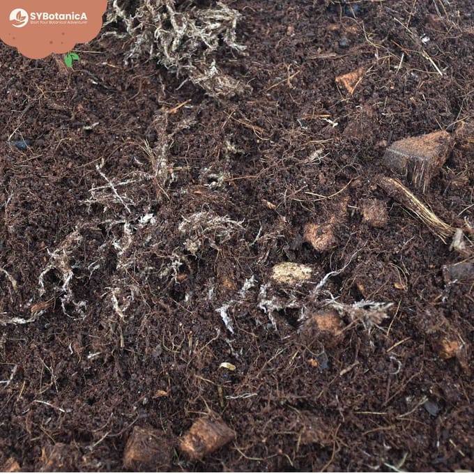 SYBASoil Terrarium mix 5L - Turfvrije Potgrond Mix - ABG Mix