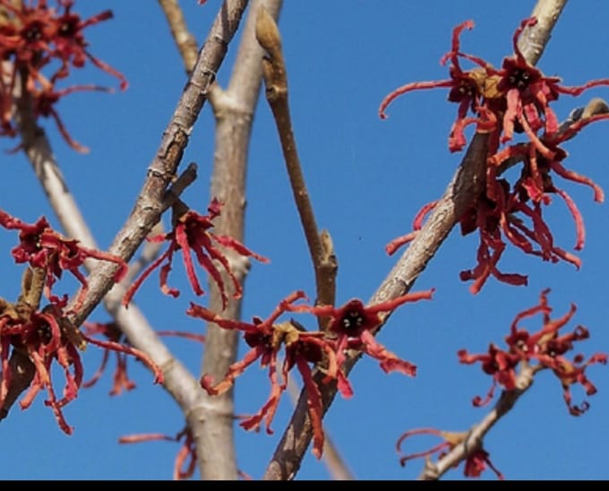 Hamamelis int. 'Ruby Glow' ( 'adonis/r. superba') - Toverhazelaar 60- 80 cm in pot