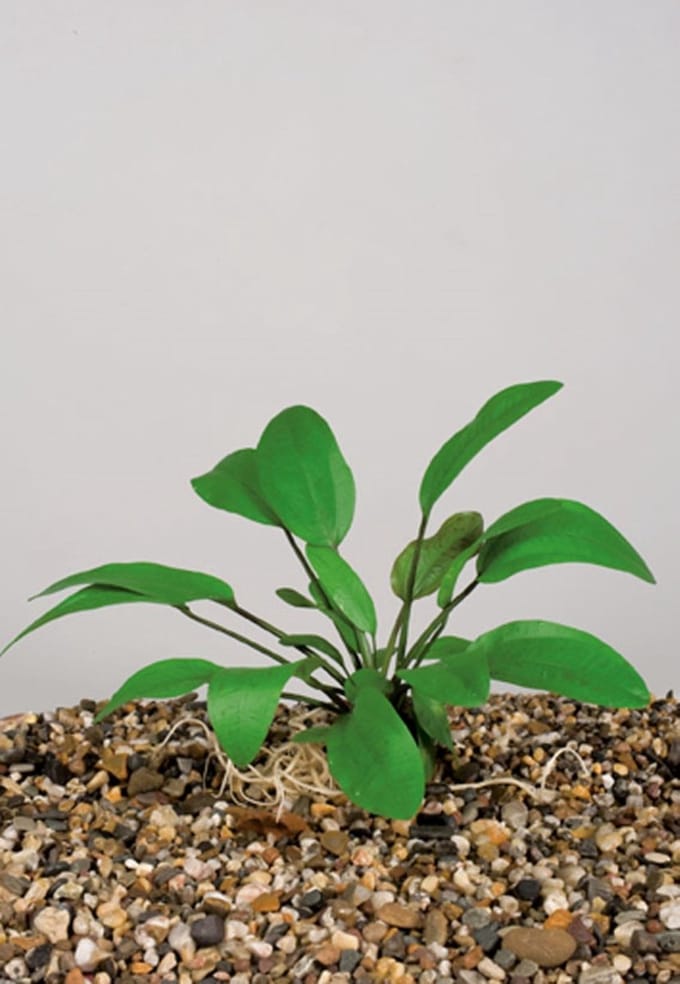 Moerings Nymphaea Marliacea Carnea | Waterlelie | In 11CM pot