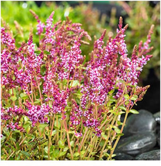Moerings Rotala Indica | Rotala | In 18CM Mand