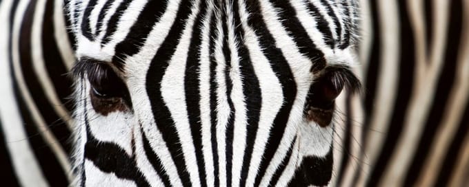 Fotobehang - Zebra 375x150cm - Vliesbehang