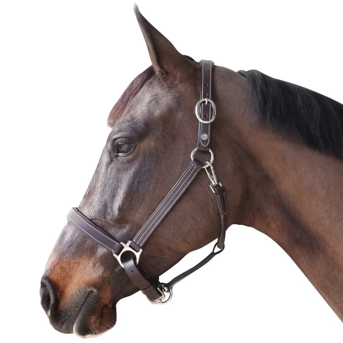 Gevoerd lederen halster voor paarden Canter