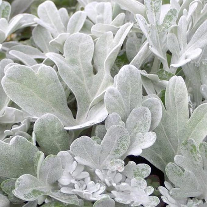 6 x Artemisia stelleriana 'Boughton Silver' - Bijvoet pot 9x9 cm