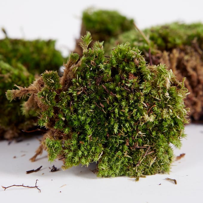 Bloomique - Set van 1 - Levend Mos - Moskussens - Decoratief Mos - Geschikt voor o.a. Terrariums - Diameter per Moskussen 8-20 cm
