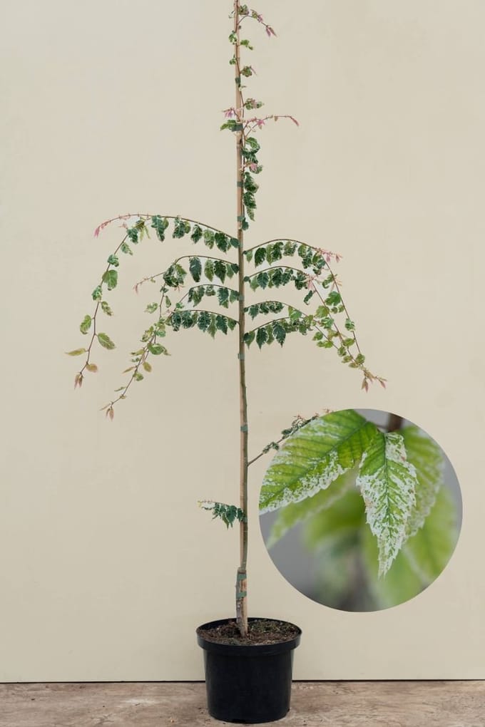 Jonge Japanse Schuiniep | Zelkova serrata 'Variegata' | 150-200cm hoogte