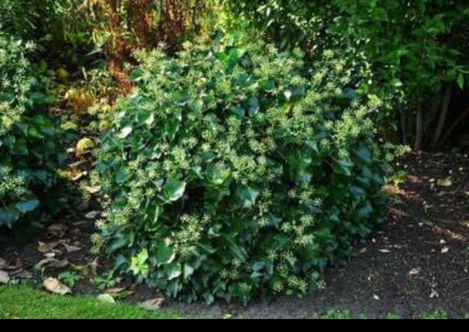 Hedera helix 'Arborescens' - Struikklimop 20- 25 cm in pot