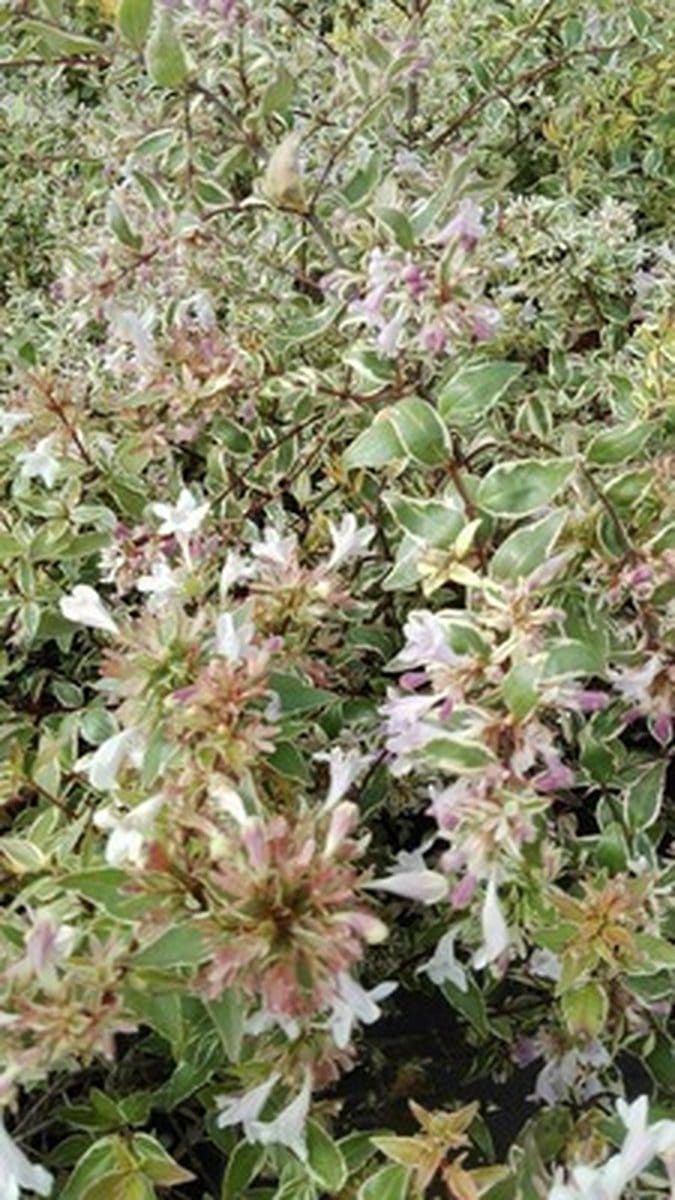 Abelia grandiflora 'Francis Mason' - Abelia 25-30 cm in pot