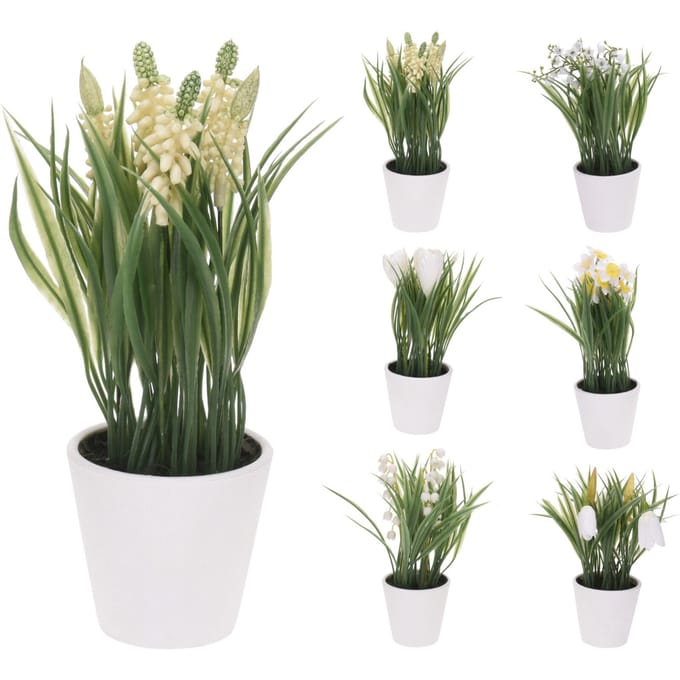 Nampook plant in pot 6 assorti