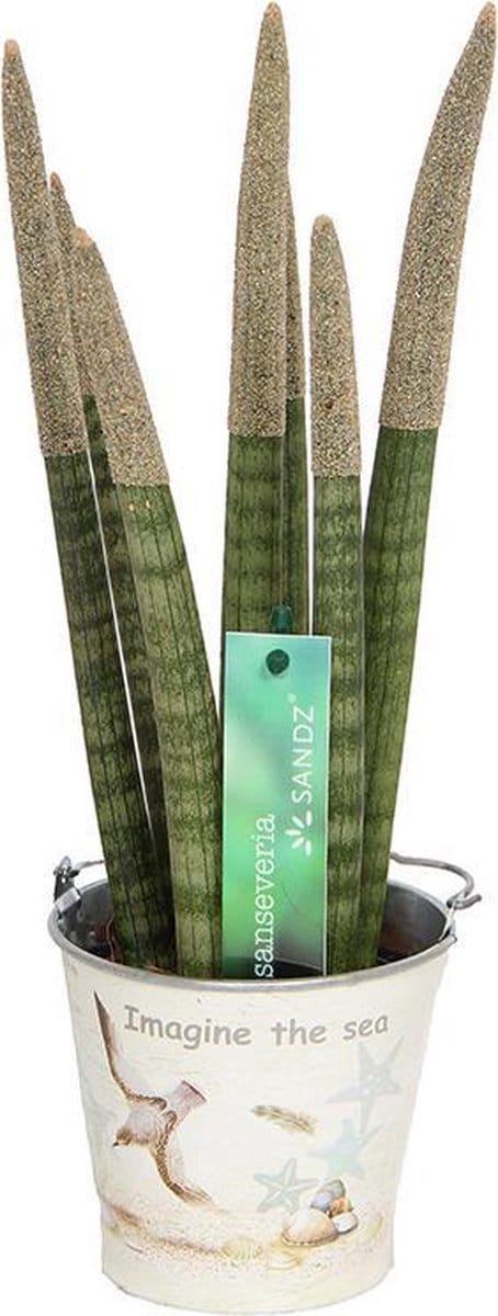 Sansevieria TOP-Line 8,5cm Sandz® Bruin in Tinnen Emmer