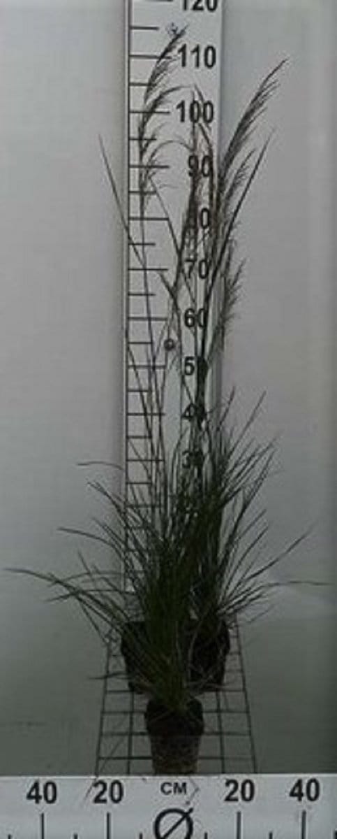 6x Ruwe smele - Deschampsia cesp. 'Bronzeschleier' | 9x9 cm pot