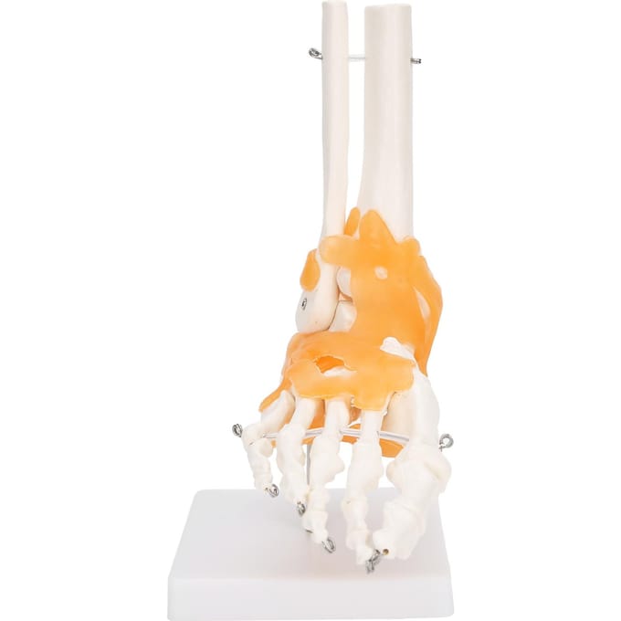 1:1 Menselijke Voet Enkel Bot Skelet Structuur Model Voetgewricht Model met Ligamenten white