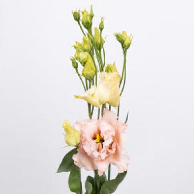 10x Eust.alissa light apricot du 70cm