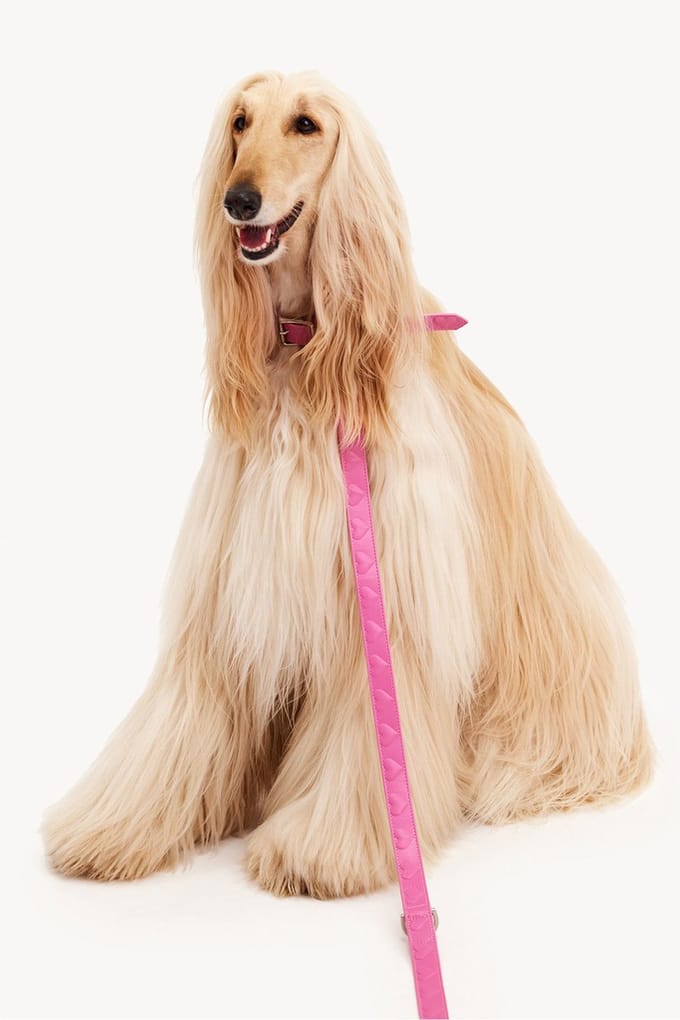 Dogguo Heart Leash - Hondenriem - Roze