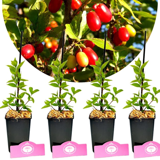 Set van 4 Kornoelje Kers - Cornus mas - Hoogte 25cm - 9cm pot