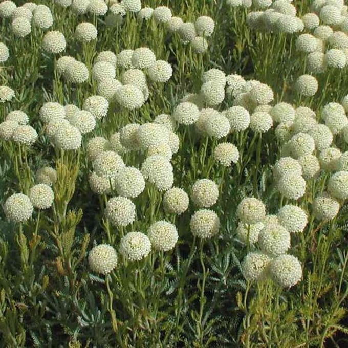 6 x Santolina Chamaecyparissus 'Edward Bowles' - Heiligenbloem pot 9x9cm - Grijsgroen blad, aromatisch
