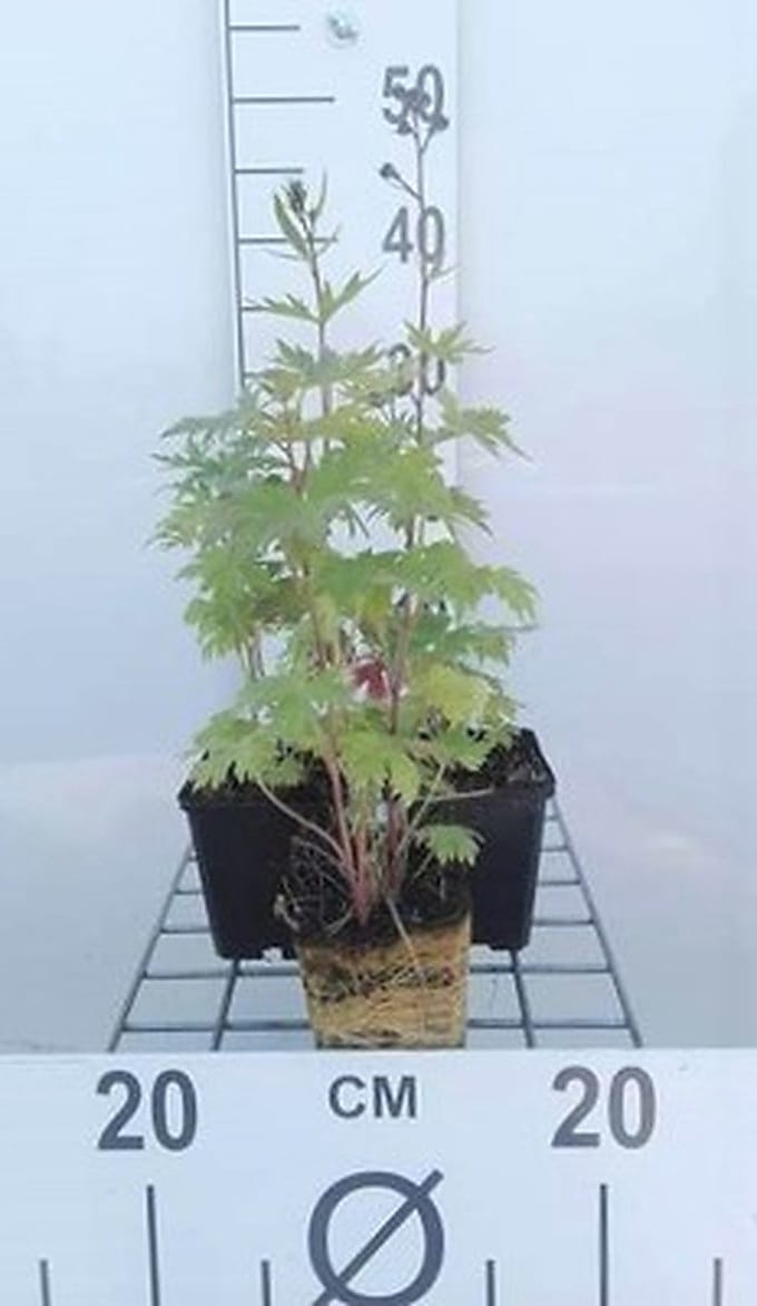 6x Ridderspoor - Delphinium (p) 'Black Knight' | 9x9 cm pot