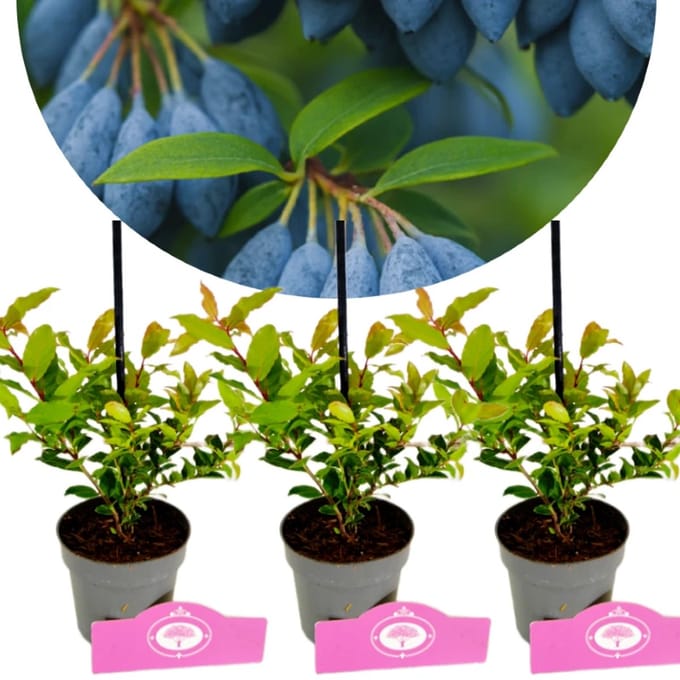 Set van 3 Bosbessen - Vaccinium cylindraceum 'Blau Perle' – Hoogte 20cm – 9cm pot