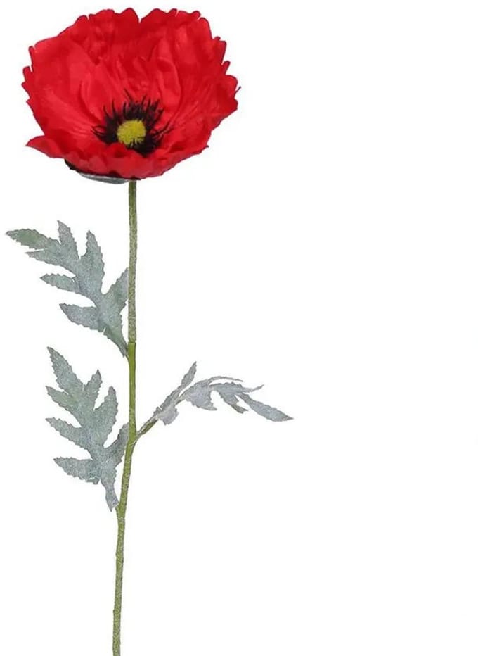 Hortus - Papaver bloem rood
