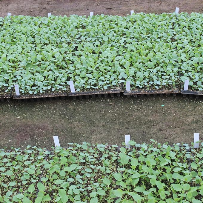 100 STUKS Plastic Plantenlabels Tuinlabels Stekers Herbruikbare Plantenmarkeerders wit