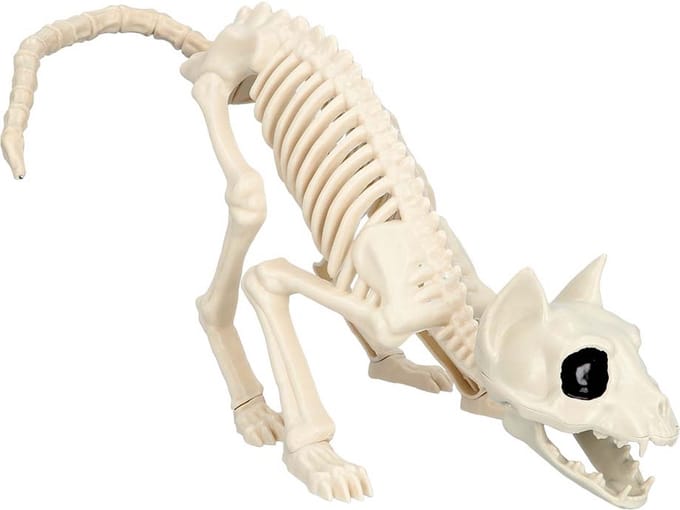 Halloween Kattenskelet.