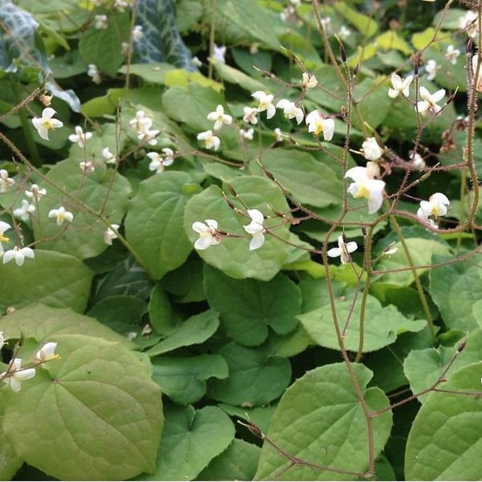 6 x Epimedium Pubigerum - Elfenbloem pot 9x9cm