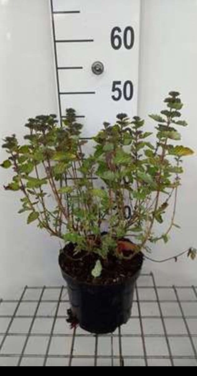2 x Caryopteris cland. 'Good As Gold'® - Baardbloem 30- 40 cm in pot