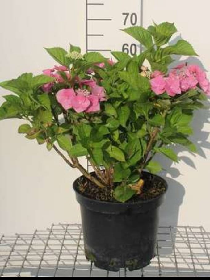 Hydrangea 'Teller Pink' (roze/rose) - Hortensia 40- 60 cm in pot