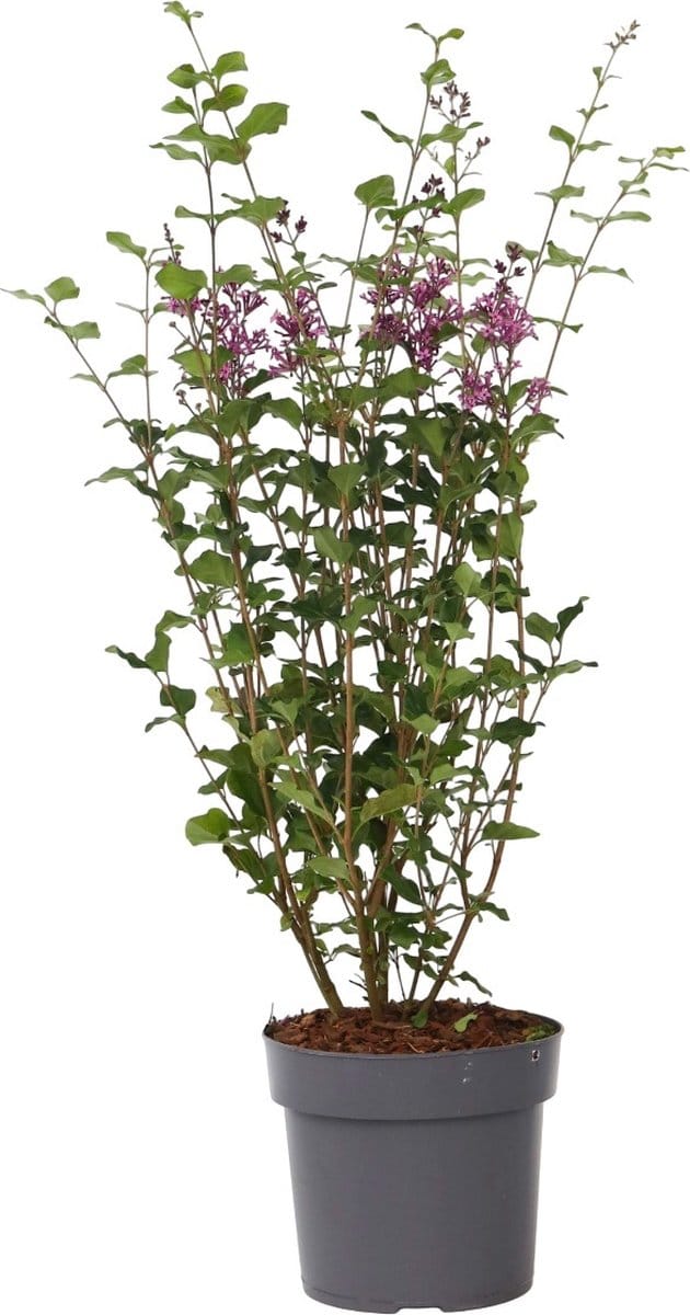 Plant in a Box - Syringa Bloomerang Dark Purple - Sering - Sierstruik - Pot 19cm - Hoogte 55-65cm