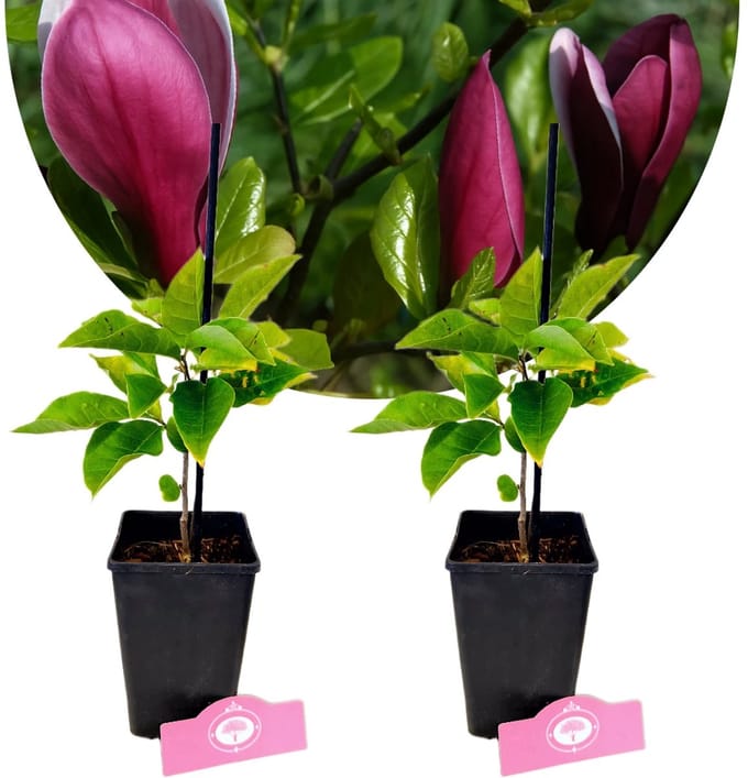 Set van 2 Magnolia liliiflora 'Nigra' – Hoogte 25cm – 11cm pot