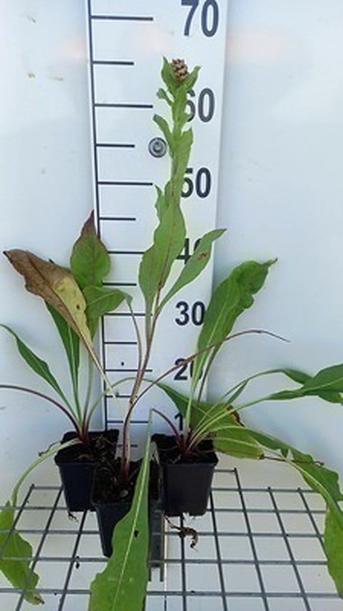 6x Korenbloem - Centaurea macrocephala | 9x9 cm pot