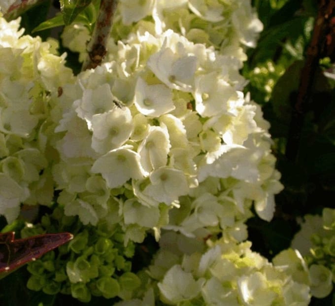 Boerenhortensia - Hydrangea macrophylla 'Mme Emile Mouillère' 25-30 cm