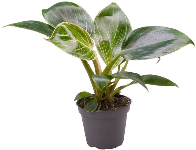 Philodendron White Measure - Hoogte 10cm - Pot 6cm