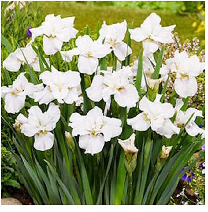 Moerings Iris Sibirica Not Quite White | Siberische Witte Iris | In 9CM pot