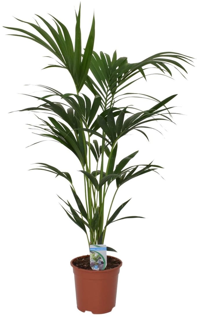 Howea forsteriana - Ø21cm - 120cm - Ø21 - ↨120cm