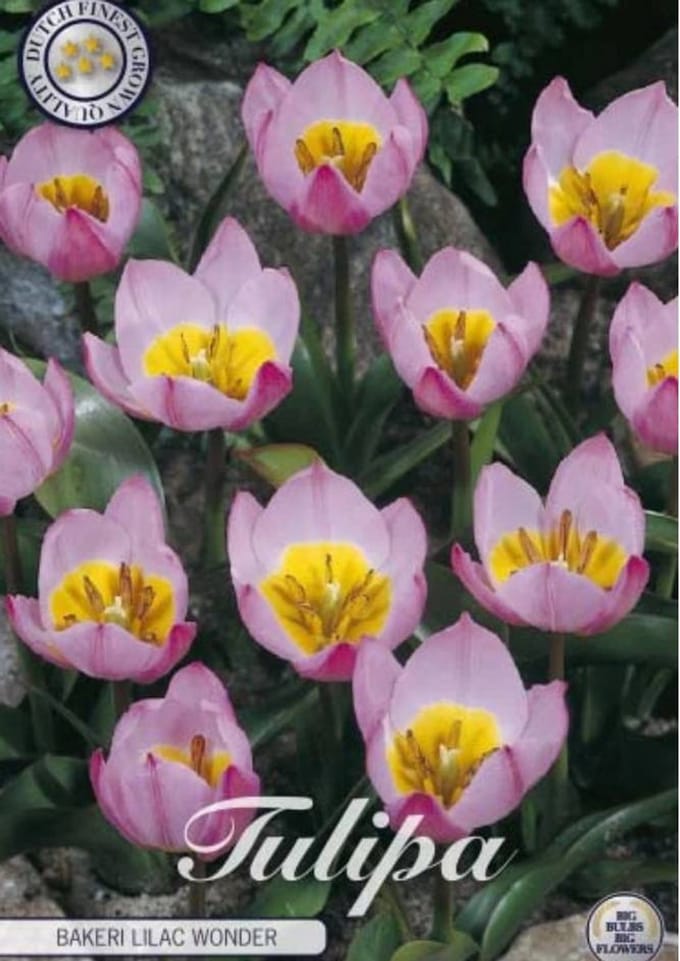 Bakeri Lilac Wonder Botanical Tulpen Bollen 10 stuks bolmaat 6/7