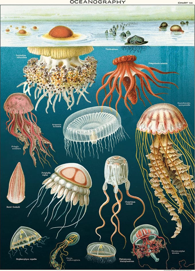 Cavallini & Co - Vintage poster/schoolplaat - Kwallen