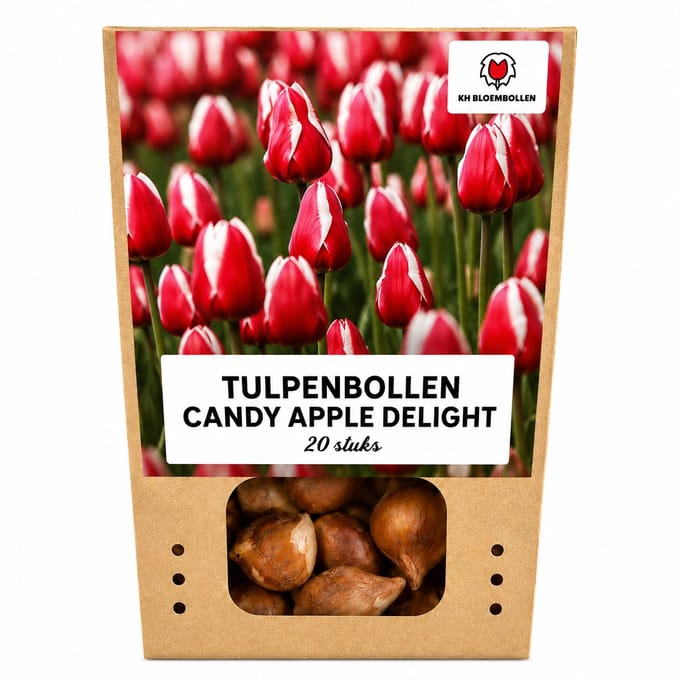 Tulpenbollen Candy Apple Delight - 20 Stuks - Rood-Witte Tulpen - Maat 11/12