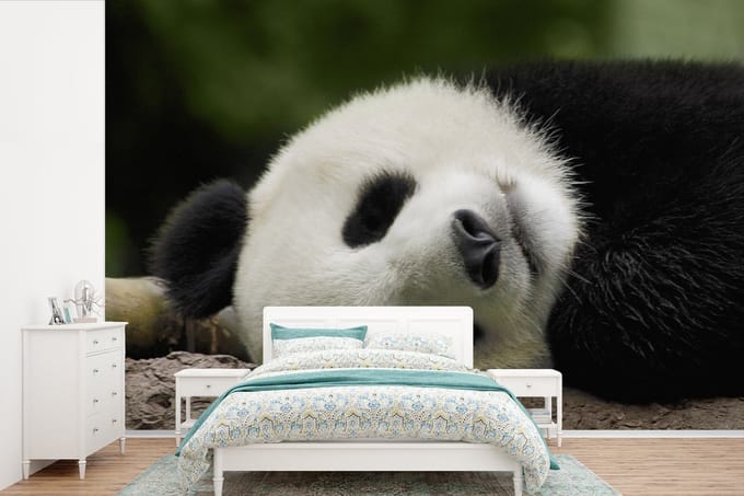 Behang - Fotobehang Panda - Beren - China - Breedte 330 cm x hoogte 220 cm