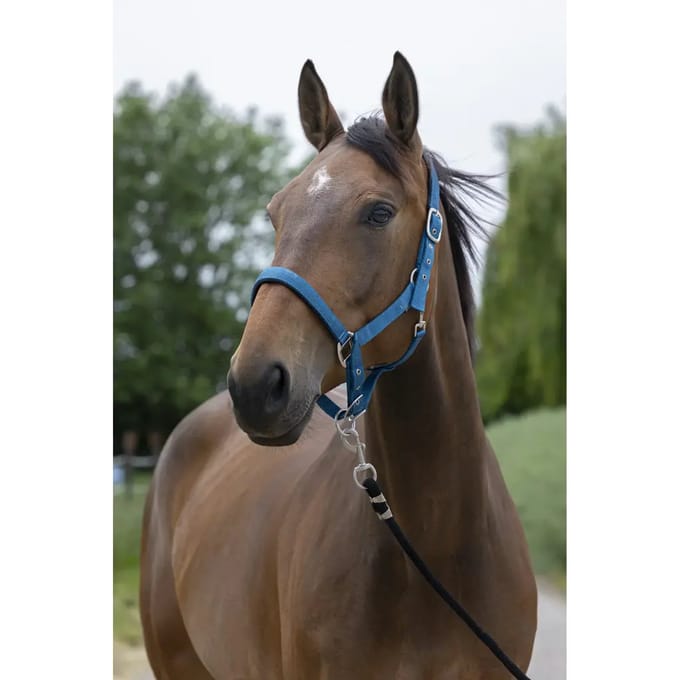 Satijnen paardenhalster Norton