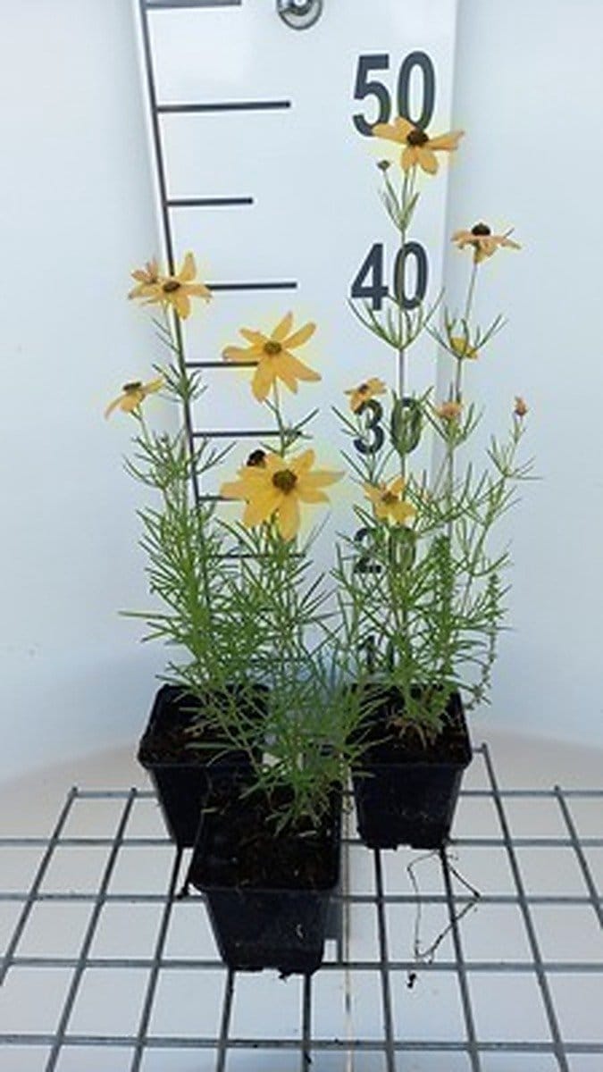 6x Meisjesogen - Coreopsis vert. 'Grandiflora' | 9x9 cm pot